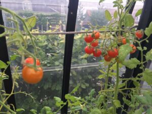 Tomaten in bloei kas Welgelegen Groenlo